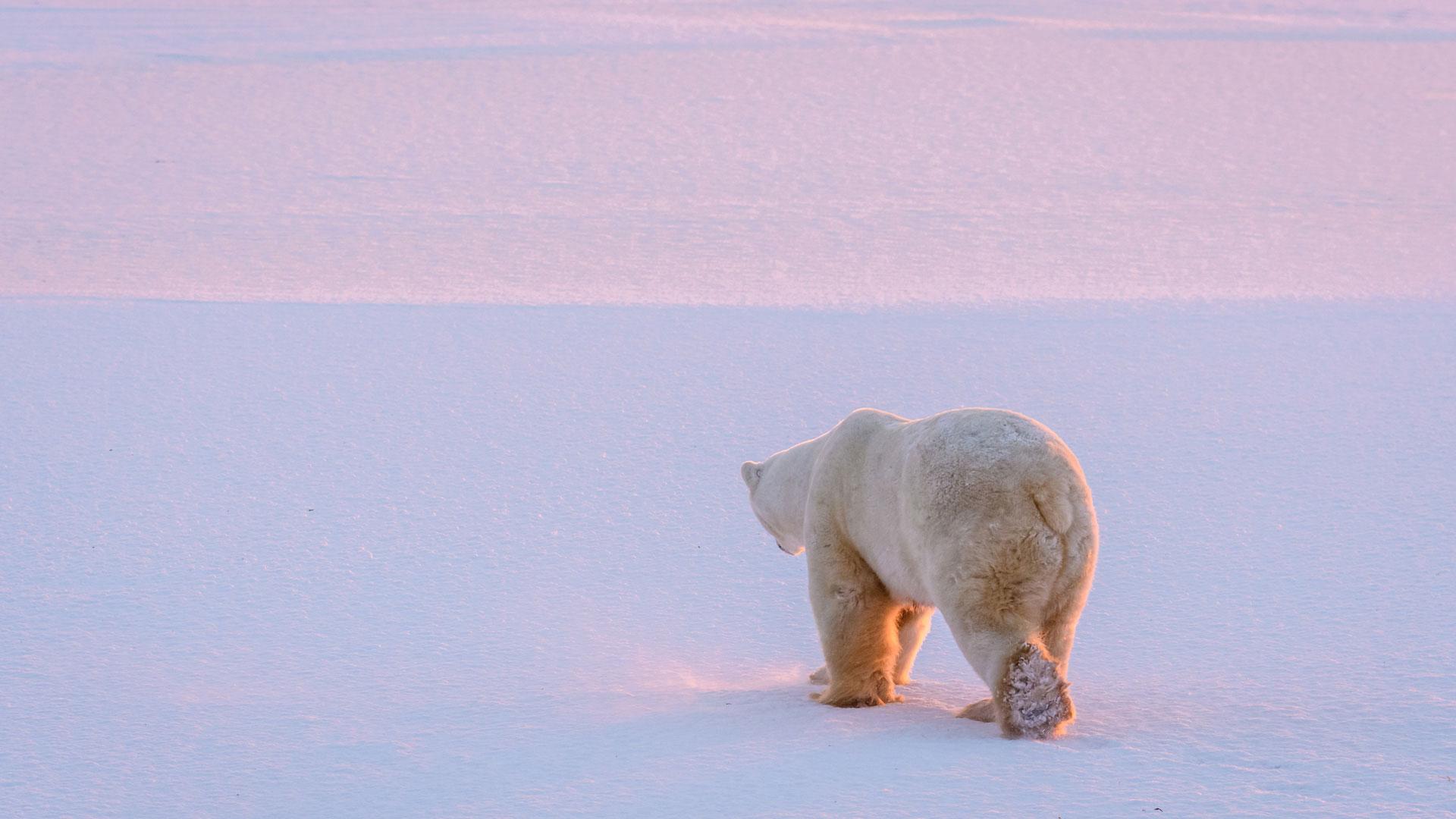 Polar Bear in Churchill Manitoba
